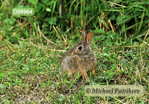 Eastern Cottontail (Sylvilagus floridanus)